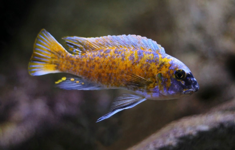 Labeotropheus fuelleborni 'Katale Island'